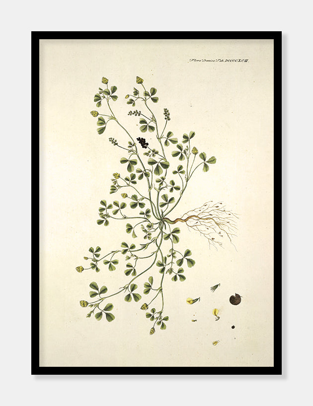 humlesneglebælg  |  FLORA DANICA-ILLUSTRATION - decoARTE