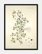 humlesneglebælg  |  FLORA DANICA-ILLUSTRATION - decoARTE