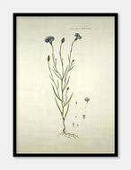 Kornblomst