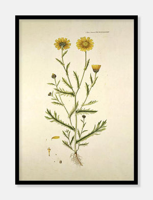 gul okseøje  |  FLORA DANICA-ILLUSTRATION - decoARTE