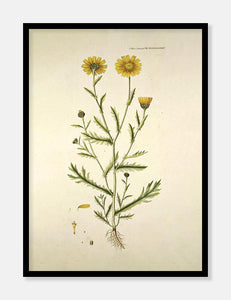gul okseøje  |  FLORA DANICA-ILLUSTRATION - decoARTE