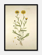 gul okseøje  |  FLORA DANICA-ILLUSTRATION - decoARTE