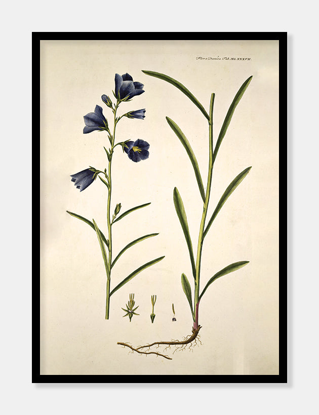 smalbladet klokkeblomst  |  FLORA DANICA-ILLUSTRATION - decoARTE