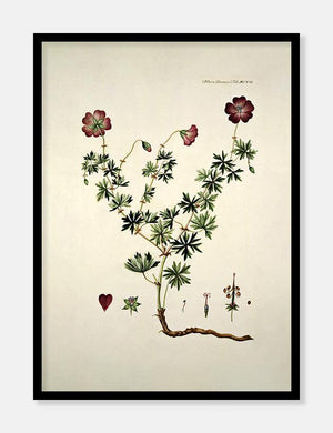 blodrød storkenæb  |  FLORA DANICA-ILLUSTRATION - decoARTE