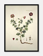 blodrød storkenæb  |  FLORA DANICA-ILLUSTRATION - decoARTE
