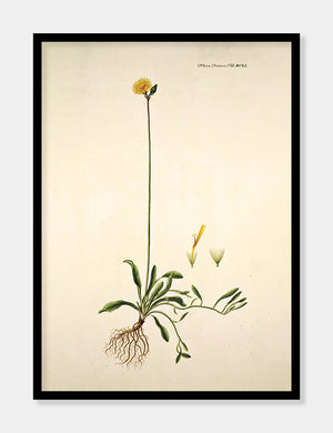 høgeurt  |  FLORA DANICA-ILLUSTRATION - decoARTE