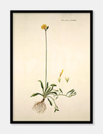 høgeurt  |  FLORA DANICA-ILLUSTRATION - decoARTE