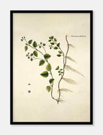 bjergærenpris  |  FLORA DANICA-ILLUSTRATION - decoARTE