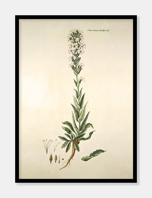 limurt  |  FLORA DANICA-ILLUSTRATION - decoARTE