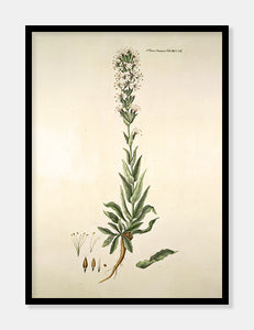 limurt  |  FLORA DANICA-ILLUSTRATION - decoARTE