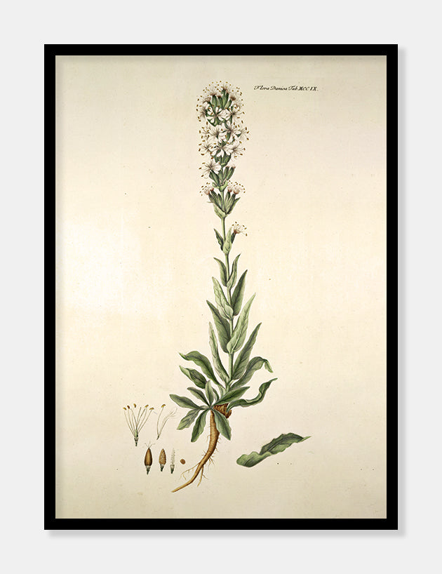 limurt  |  FLORA DANICA-ILLUSTRATION - decoARTE