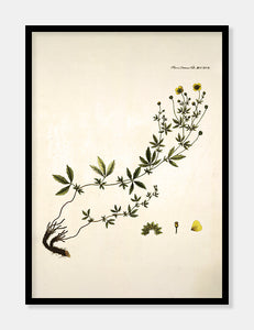 krybende potentil  |  FLORA DANICA-ILLUSTRATION - decoARTE