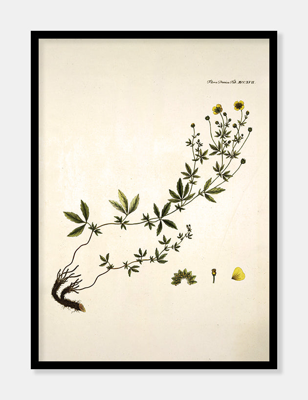 krybende potentil  |  FLORA DANICA-ILLUSTRATION - decoARTE