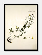 krybende potentil  |  FLORA DANICA-ILLUSTRATION - decoARTE