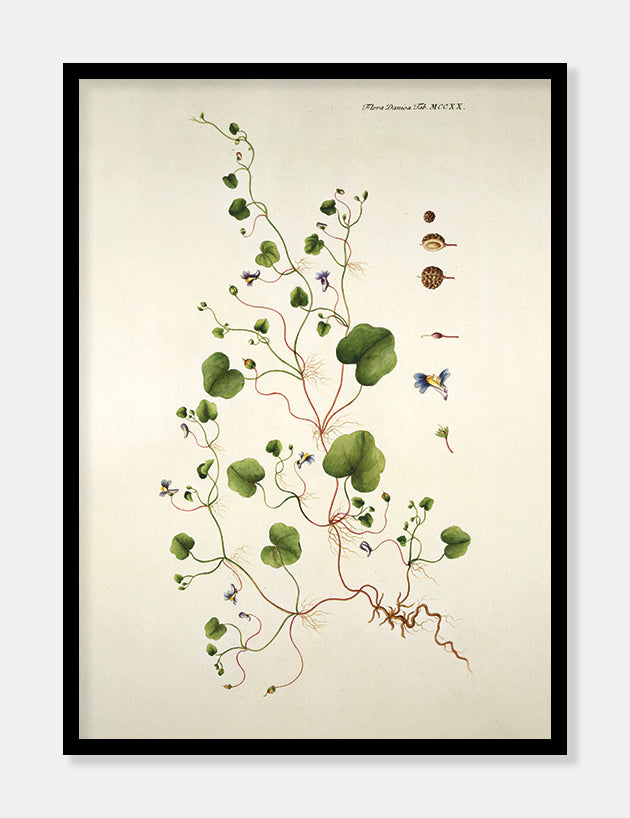 vedbend-torskemund  |  FLORA DANICA-ILLUSTRATION - decoARTE