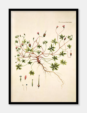 storbægret storkenæb  |  FLORA DANICA-ILLUSTRATION - decoARTE