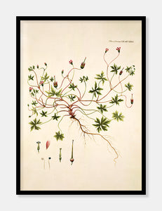 storbægret storkenæb  |  FLORA DANICA-ILLUSTRATION - decoARTE