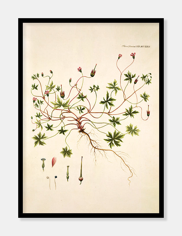 storbægret storkenæb  |  FLORA DANICA-ILLUSTRATION - decoARTE