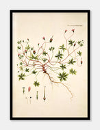 storbægret storkenæb  |  FLORA DANICA-ILLUSTRATION - decoARTE
