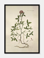 rødkløver  |  FLORA DANICA-ILLUSTRATION - decoARTE