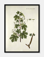 navr  |  FLORA DANICA-ILLUSTRATION - decoARTE