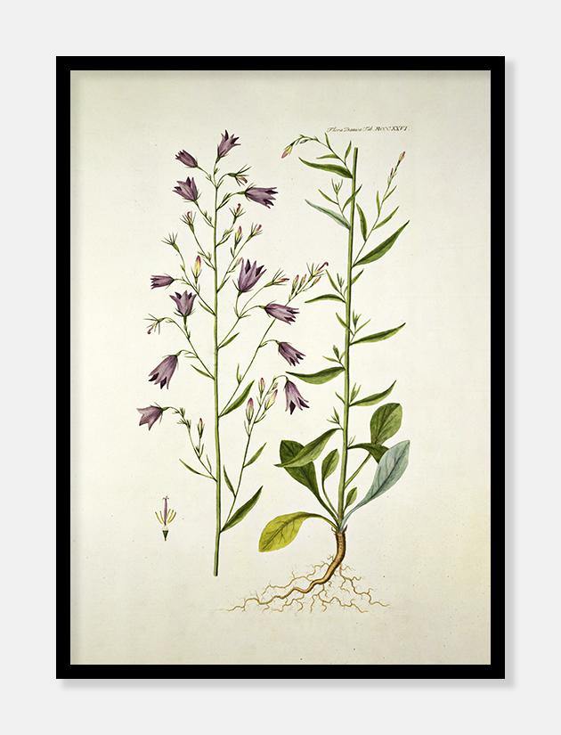 klokkeblomst  |  FLORA DANICA-ILLUSTRATION - decoARTE