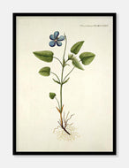 bjergviol  |  FLORA DANICA-ILLUSTRATION - decoARTE