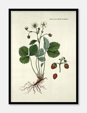 bakkejordbær  |  FLORA DANICA-ILLUSTRATION - decoARTE