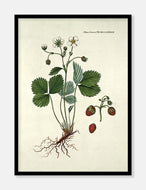 bakkejordbær  |  FLORA DANICA-ILLUSTRATION - decoARTE