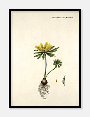erantis  |  FLORA DANICA-ILLUSTRATION - decoARTE
