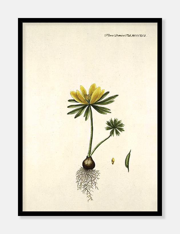 erantis  |  FLORA DANICA-ILLUSTRATION - decoARTE
