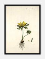 erantis  |  FLORA DANICA-ILLUSTRATION - decoARTE