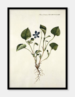 hundeviol  |  FLORA DANICA-ILLUSTRATION - decoARTE