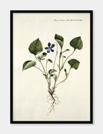 hundeviol  |  FLORA DANICA-ILLUSTRATION - decoARTE