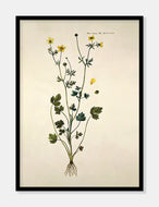 ranunkel  |  FLORA DANICA-ILLUSTRATION - decoARTE