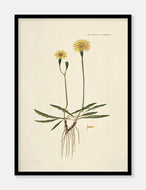 borst  |  MÆLKEBØTTE  |  FLORA DANICA-ILLUSTRATION - decoARTE