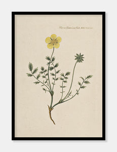 potentil  |  FLORA DANICA-ILLUSTRATION - decoARTE