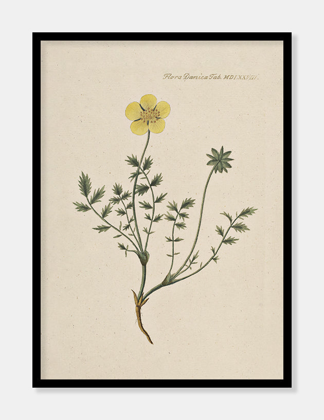 potentil  |  FLORA DANICA-ILLUSTRATION - decoARTE