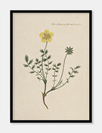 potentil  |  FLORA DANICA-ILLUSTRATION - decoARTE