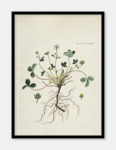 jordbærblad  |  FLORA DANICA-ILLUSTRATION - decoARTE