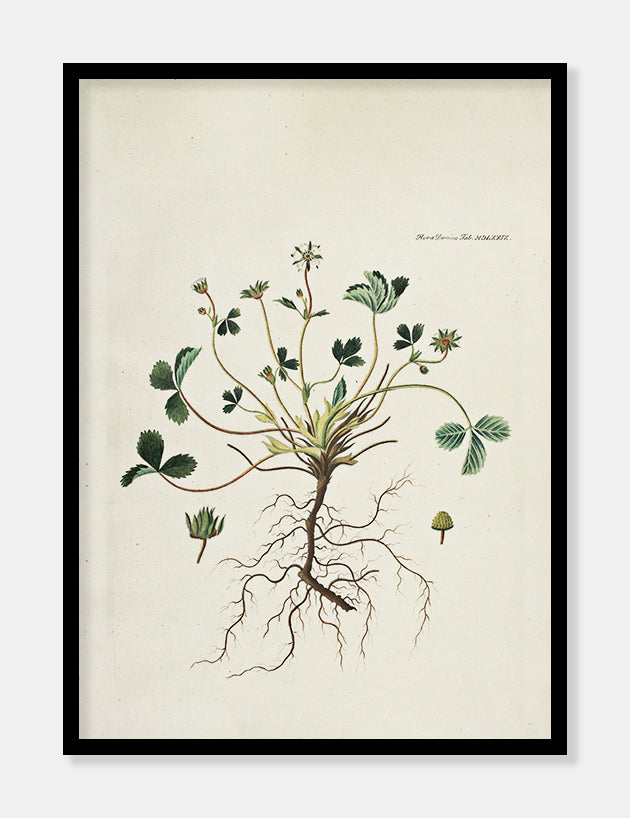 jordbærblad  |  FLORA DANICA-ILLUSTRATION - decoARTE