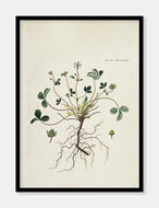 jordbærblad  |  FLORA DANICA-ILLUSTRATION - decoARTE