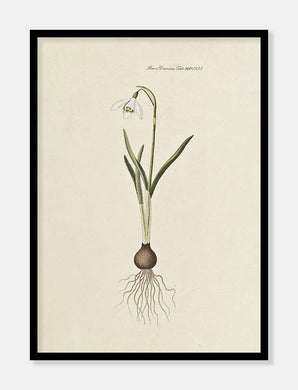 vintergæk  |  FLORA DANICA-ILLUSTRATION - decoARTE