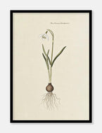 vintergæk  |  FLORA DANICA-ILLUSTRATION - decoARTE