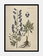 stormhat  |  FLORA DANICA-ILLUSTRATION - decoARTE