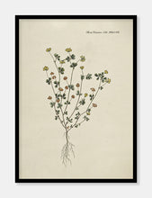 Indlæs billede til gallerivisning kløver  |  FLORA DANICA-ILLUSTRATION - decoARTE
