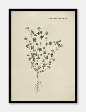 kløver  |  FLORA DANICA-ILLUSTRATION - decoARTE