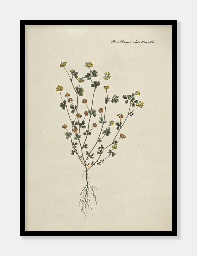 kløver  |  FLORA DANICA-ILLUSTRATION - decoARTE