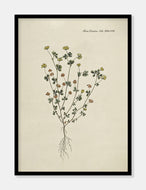 kløver  |  FLORA DANICA-ILLUSTRATION - decoARTE