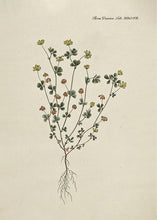 Indlæs billede til gallerivisning kløver  |  FLORA DANICA-ILLUSTRATION - decoARTE
